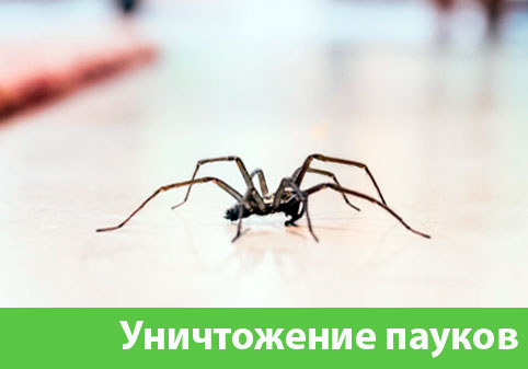 Избавиться от пауков в городе Новороссийск