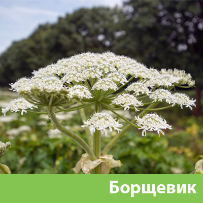 Борщевик в Новороссийске