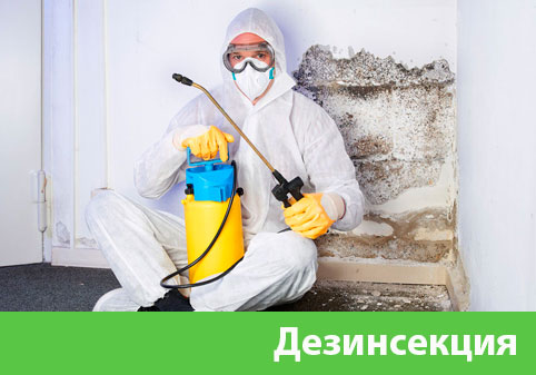 Дезинсекция в городе Новороссийск