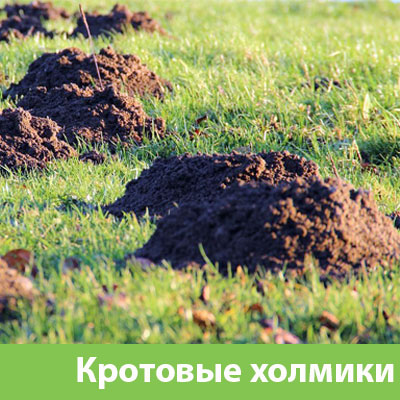 Кроты на участке в Новороссийске