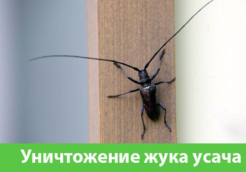 Обработка от жука усача в городе Новороссийск