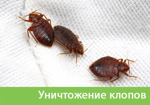Уничтожение клопов в городе Новороссийск