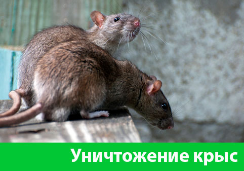 Уничтожение крыс в городе Новороссийск