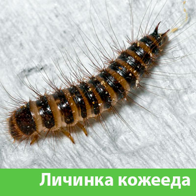 Личинка Кожееда в Новороссийске