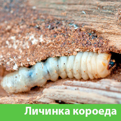 Уничтожение личинок короеда в Новороссийске