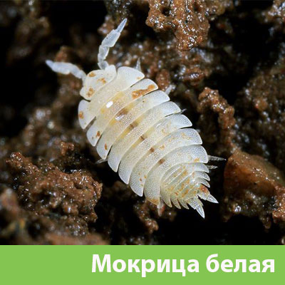 Мокрица в Новороссийске фото
