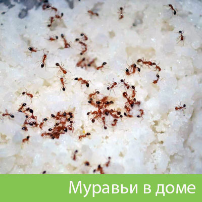 Муравьи в доме в Новороссийске