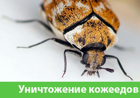 Обработка от кожееда в городе Новороссийск 