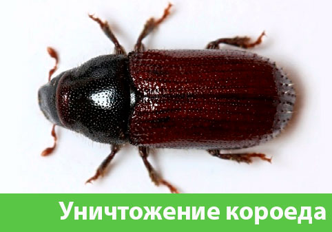 Обработка от короеда в городе Новороссийск