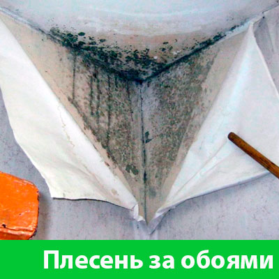 Удаление плесени в Новороссийске