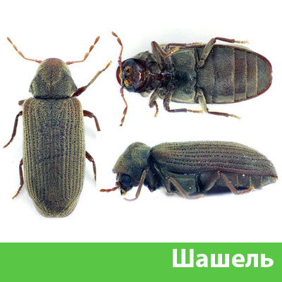 Обработка от шашеля в городе Новороссийск