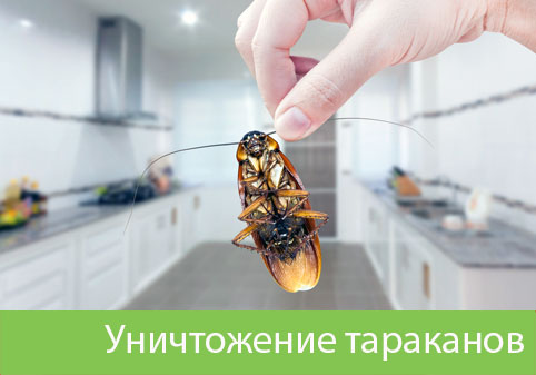 Уничтожение тараканов в городе Новороссийск