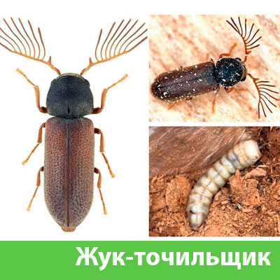 Уничтожение точильщика и личинок в Новороссийске