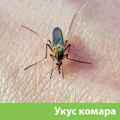 Укусы комаров в Новороссийске