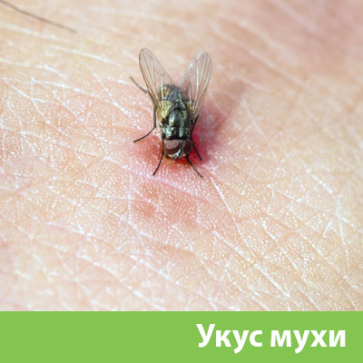Уничтожение мух в Новороссийске