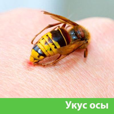 Профессиональное уничтожение ос и шершней в Новороссийске