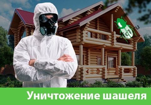 Уничтожение шашеля и личинок в Новороссийске