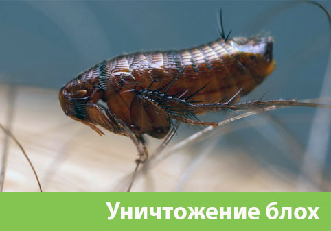 Уничтожение блох в городе Новороссийск