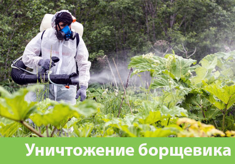 Уничтожение Борщевика в городе Новороссийск