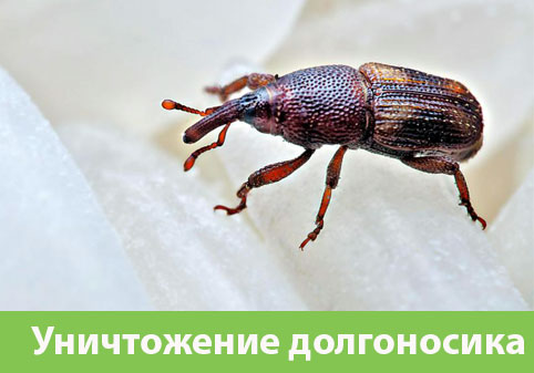 Уничтожение долгоносиков в городе Новороссийск