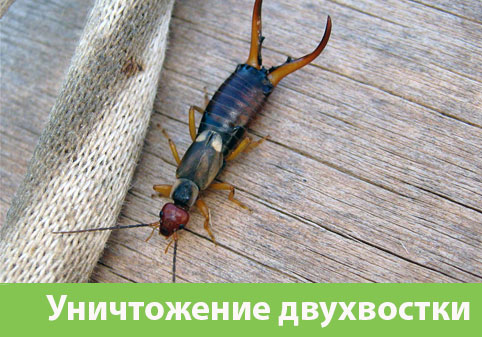 Уничтожение двухвостки в городе Новороссийск