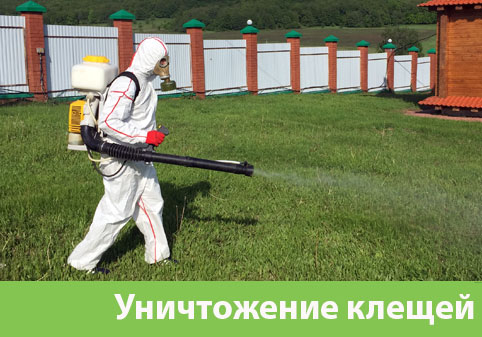 Уничтожение клещей в городе Новороссийск