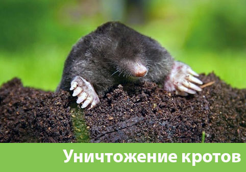 Уничтожение кротов в городе Новороссийск