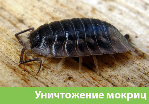 Мокрицы в квартире в городе Новороссийск