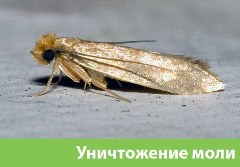 Уничтожение моли в городе Новороссийск 