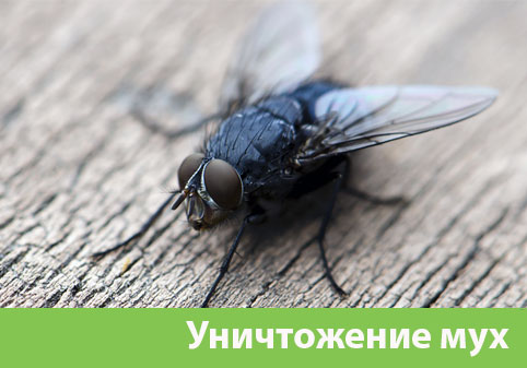 Уничтожение мух в городе Новороссийск