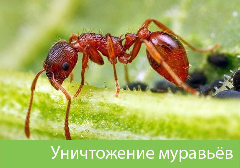 Уничтожение муравьёв в городе Новороссийск