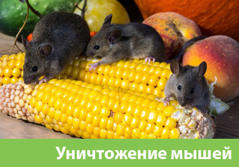 Уничтожение мышей в Новороссийске