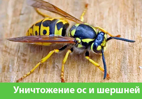 Уничтожение ос и шершней в городе Новороссийск