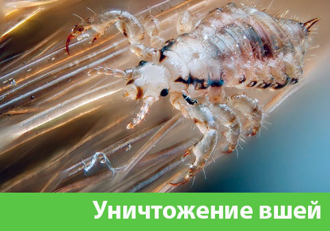 Уничтожение вшей в городе Новороссийск